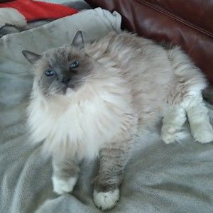 Meet your Posher, Ivy